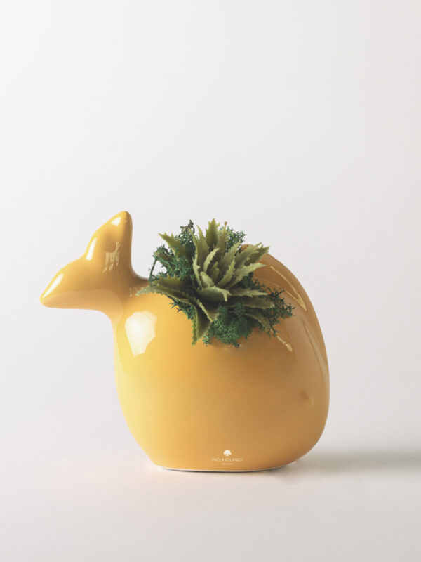 Pianta grassa in vaso pesciolino di ceramica
