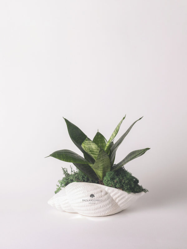 Sansevieria nana in conchiglia marina di ceramica - Calipso