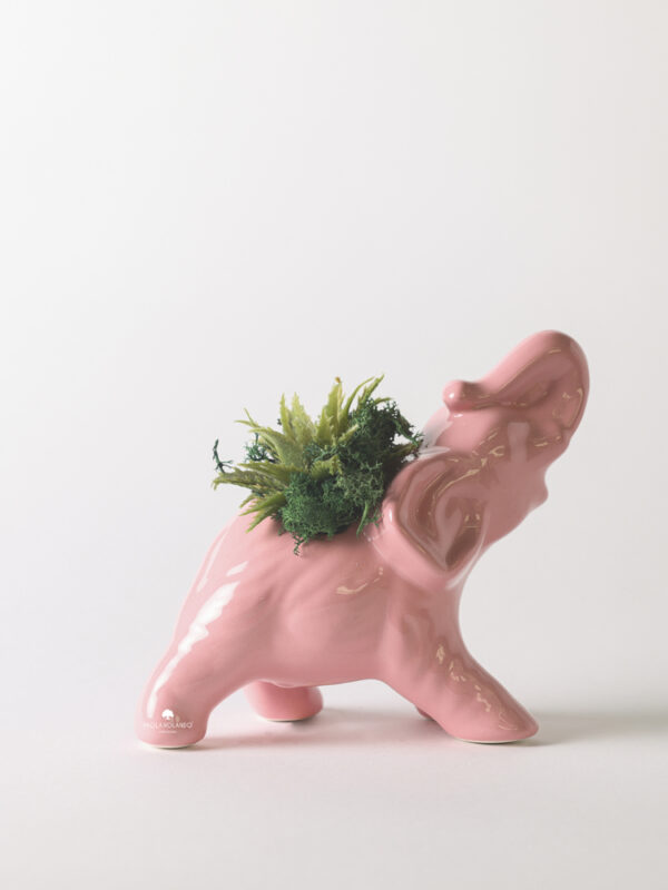 Pianta grassa in vaso elefante di ceramica