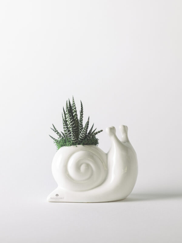Pianta grassa in lumaca di ceramica - Animaletti