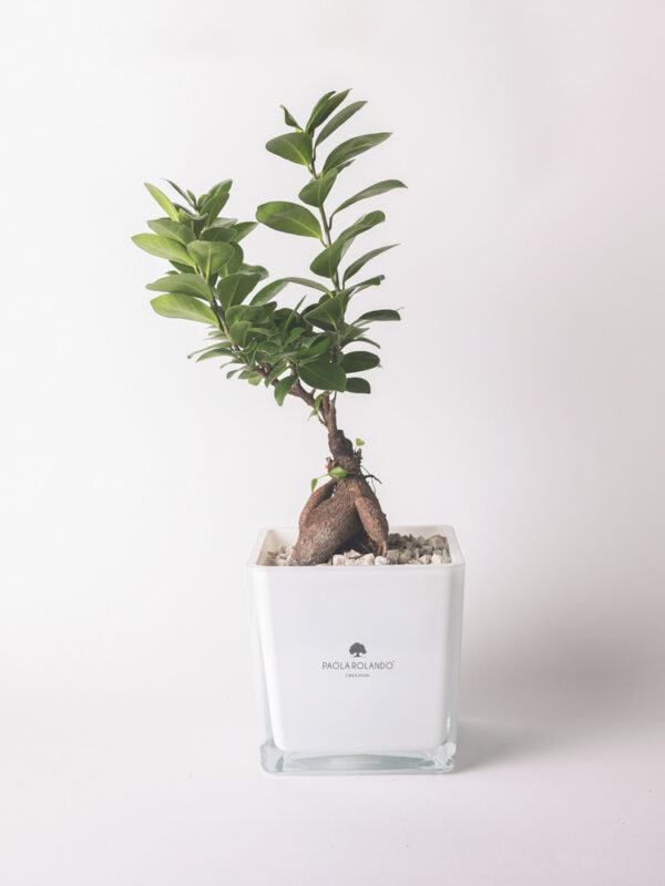 Bonsai ficus ginseng in cubo di vetro 14x14 Sogno
