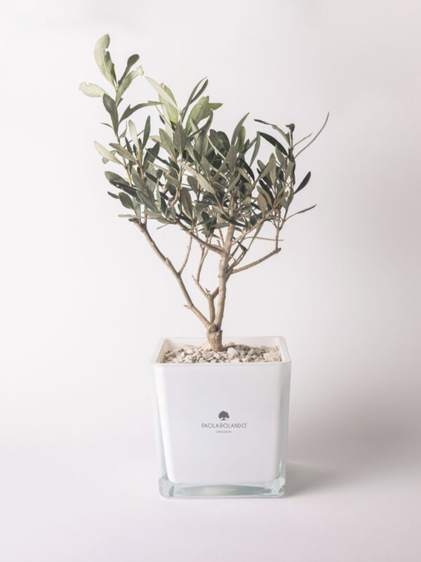 Olivo in cubo di vetro 14x14 Sogno