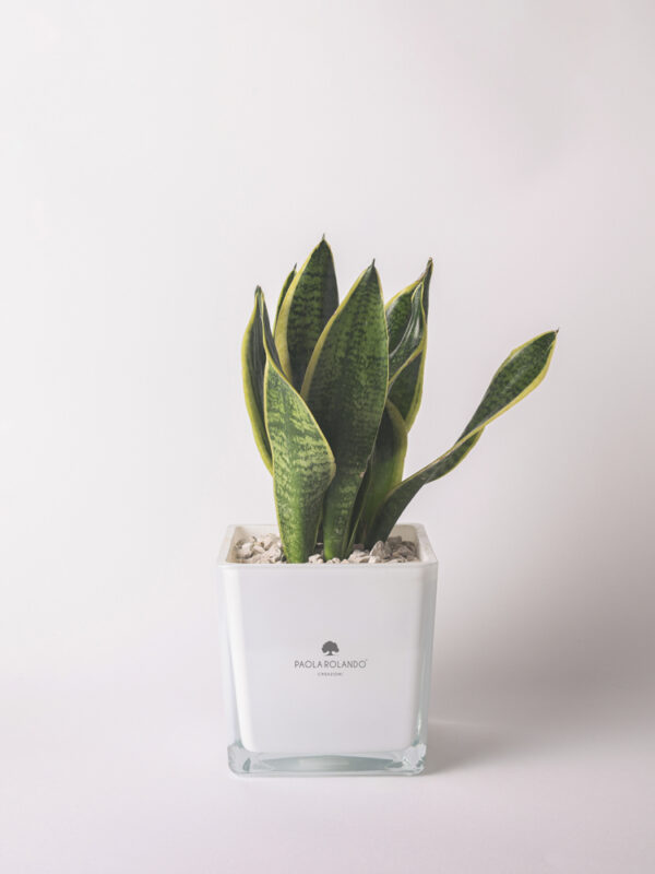 Sasevieria in cubo di vetro 14x14 Sogno