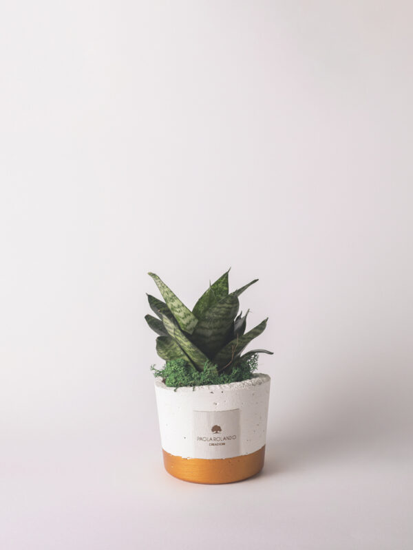 Sansevieria nana in vaso bianco e fascia colorata - Flora