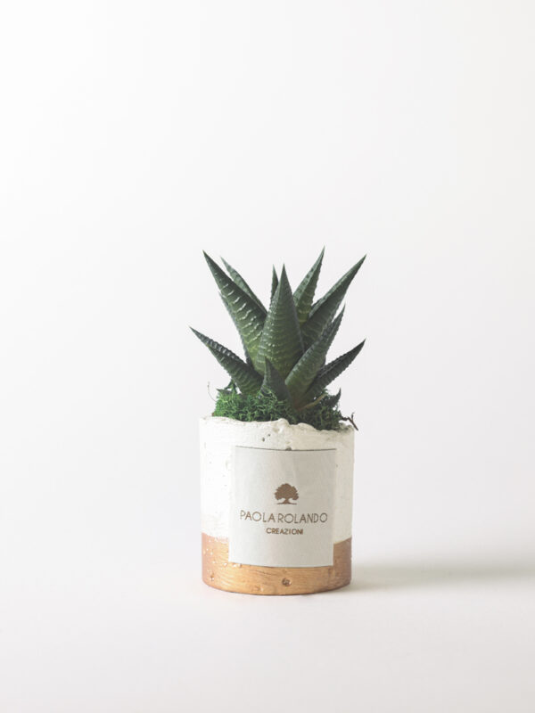 Pianta grassa in vaso bianco e fascia colorata Flora