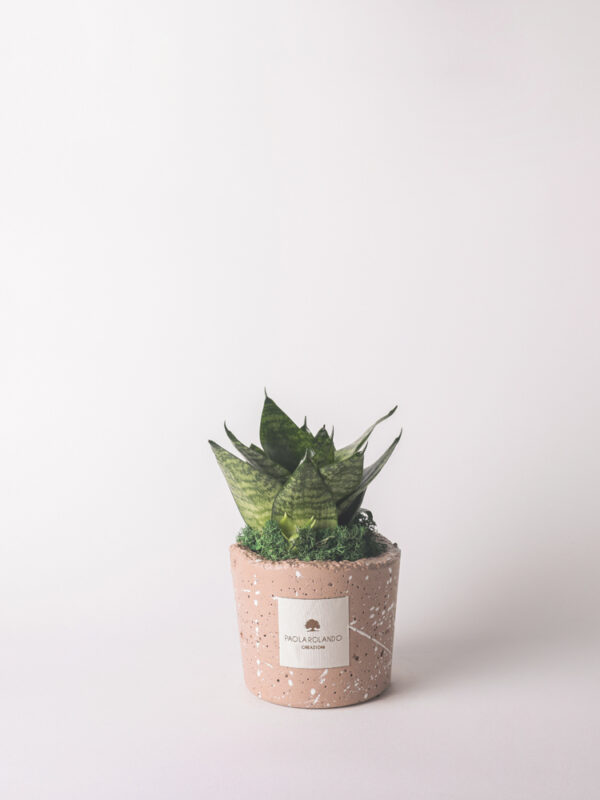 Sansevieria nana in vaso decorato schizzato - Simone