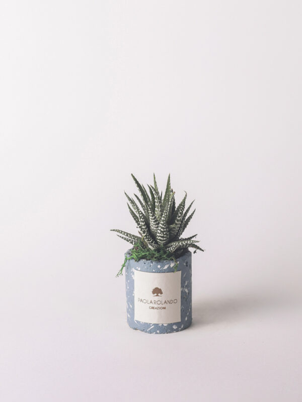Pianta grassa in vaso decorato schizzato - Simone