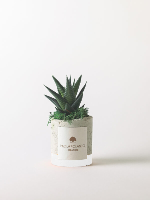 Pianta grassa in vaso natural e fascia colorata Industrial
