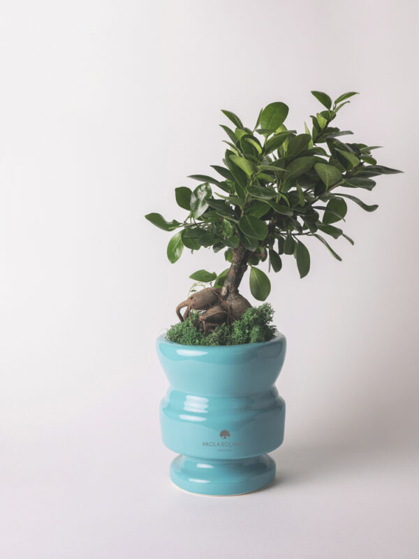 Bonsai ficus ginseng in vaso di ceramica - Attico