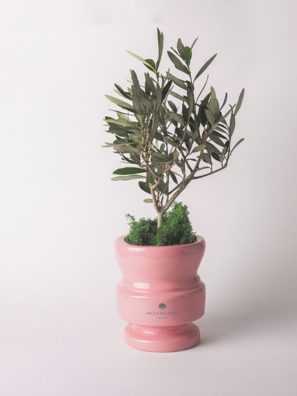 Olivo in vaso di ceramica - Attico