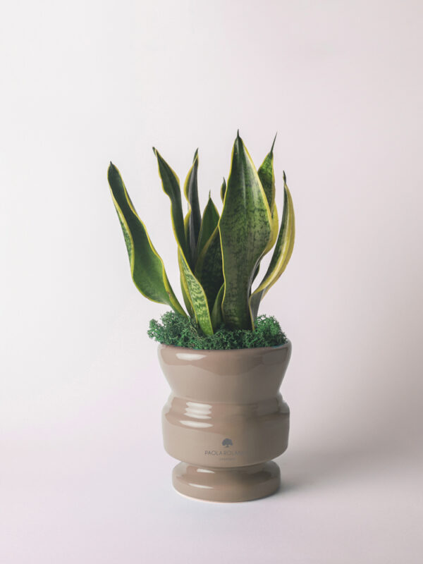 Sansevieria in vaso di ceramica - Attico