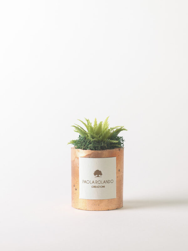 Pianta grassa in vaso decorato - Elios