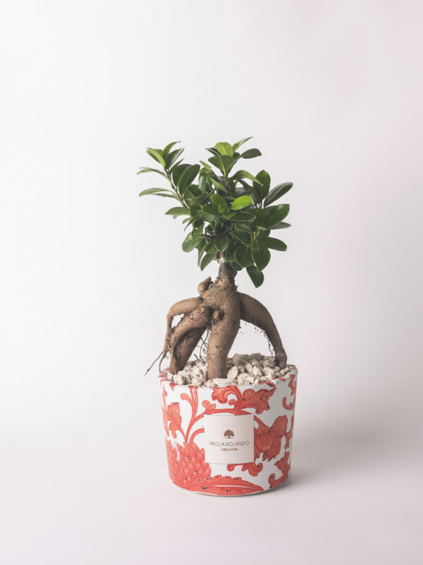 Bonsai ficus ginseng in vaso decorato "Travel lover" - Limited Edition