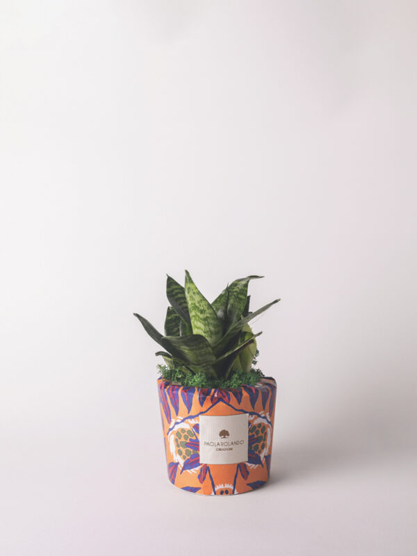 Sansevieria nana in vaso decorato "Travel lover" - Limited Edition