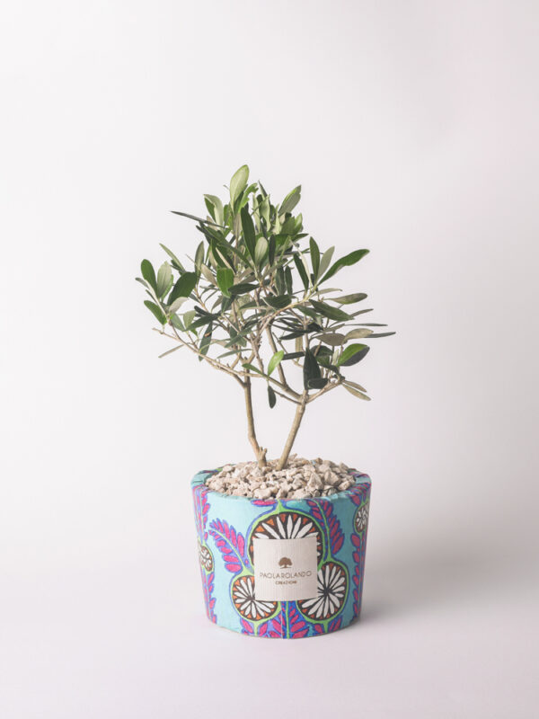 Olivo in vaso decorato "Travel lover" - Limited Edition