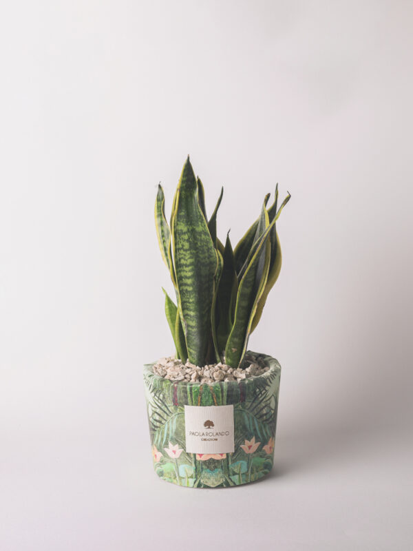 Sansevieria in vaso decorato "Travel lover" - Limited Edition