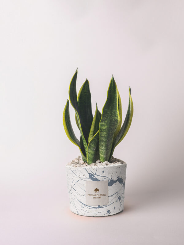 Sansevieria in vaso decorato schizzato