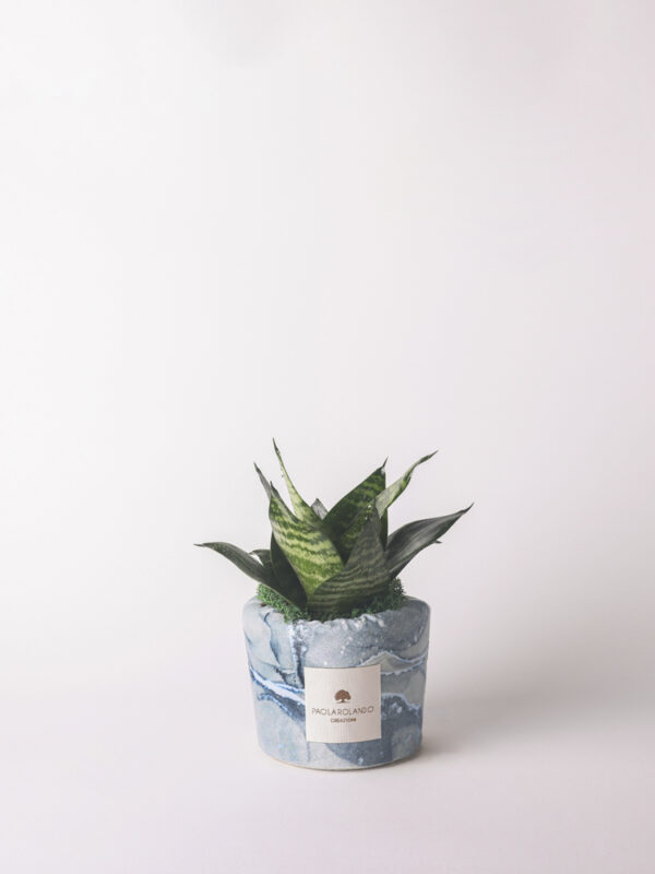 Sansevieria nana in vaso decorato - Sirenusa