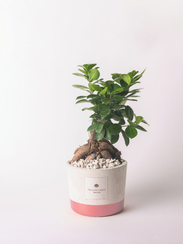 Bonsai ficus ginseng in vaso natural e fascia colorata Industrial