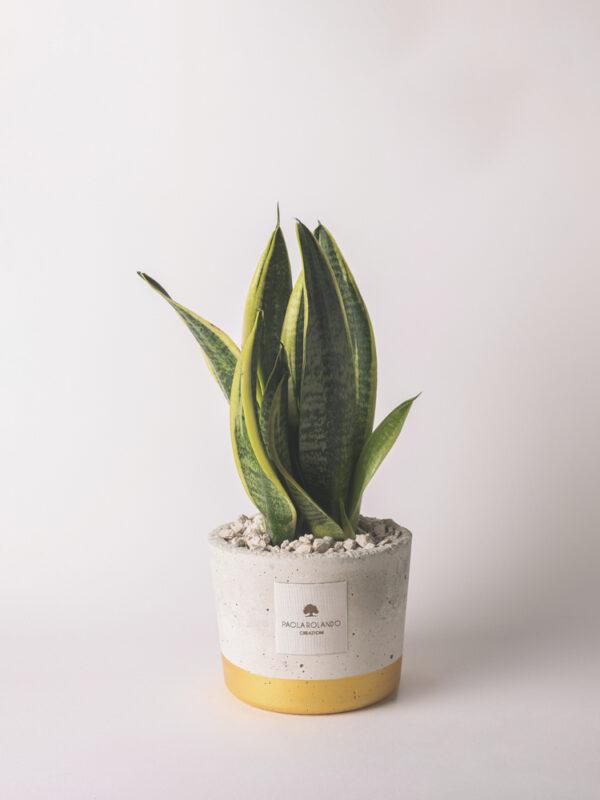 Sansevieria in vaso natural e fascia colorata Industrial