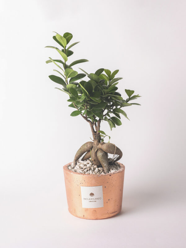 Bonsai ficus ginseng in vaso decorato - Elios