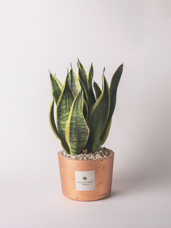 Sansevieria in vaso decorato - Elios