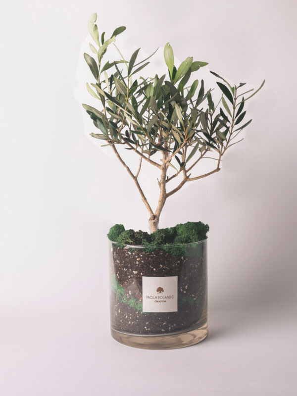 Olivo in vaso cilindro di vetro Amazzonia