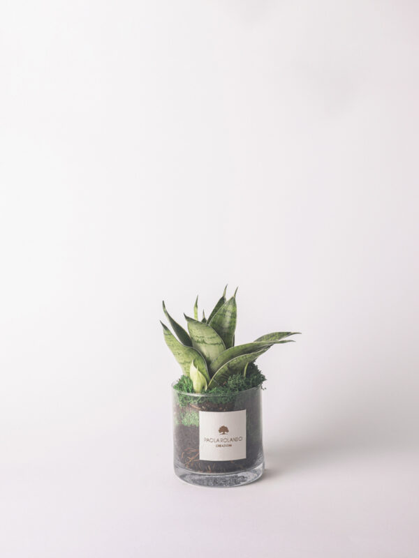 Sansevieria nana in cilindro di vetro - Amazzonia