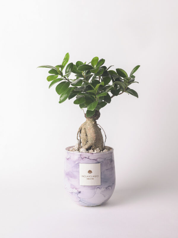 Bonsai ficus ginseng in vaso vetro Hope - Linea Zefiro
