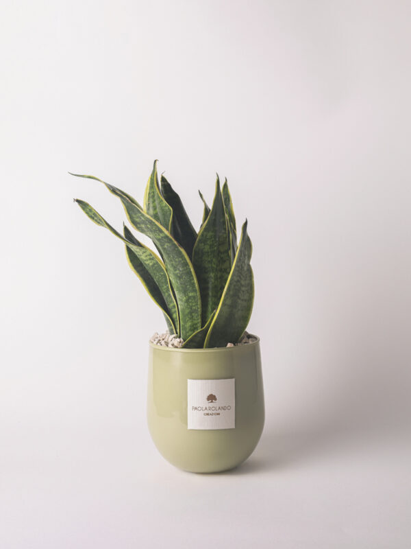 Sansevieria in vaso vetro Hope