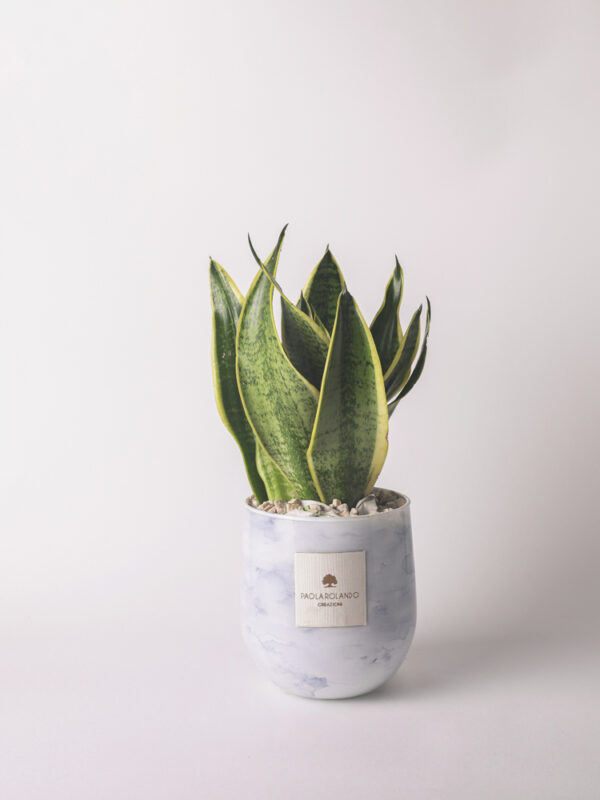 Sansevieria in vaso vetro Hope - Linea Zefiro