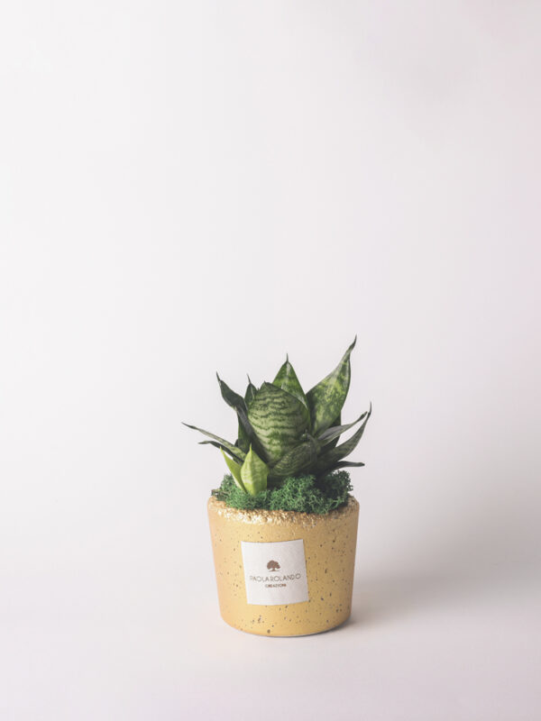 Sansevieria nana in vaso decorato - Elios