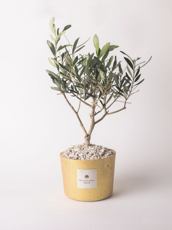 Olivo in vaso decorato - Elios