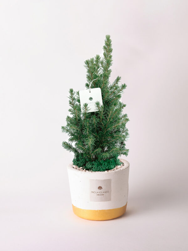 Pinetto in vaso bianco e fascia colorata Flora