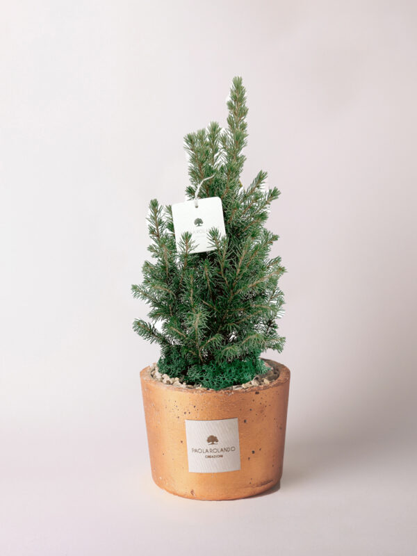 Pinetto in vaso decorato Elios