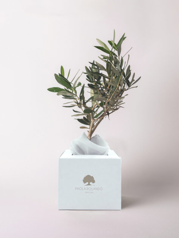 Olivo in scatola - Nature