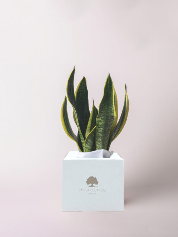 Sansevieria in scatola - Nature