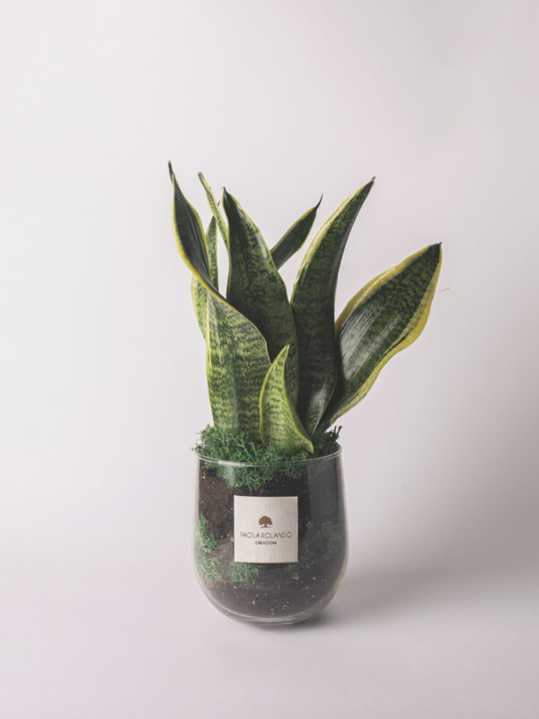 Sansevieria in vaso Hope di vetro - Amazzonia