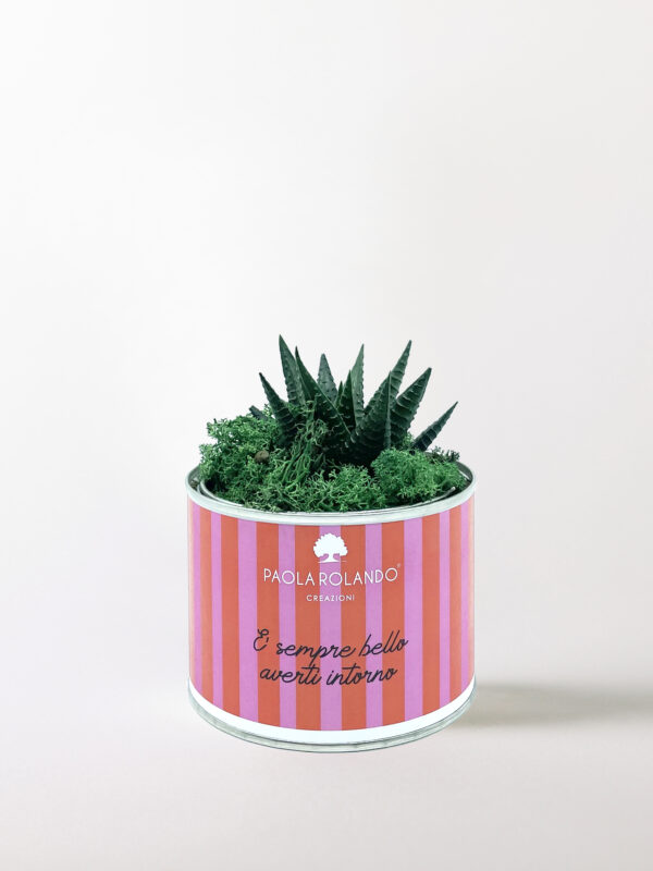 Pianta grassa in vaso Tin Small