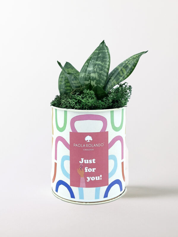 Sansevieria nana in vaso Tin Medium