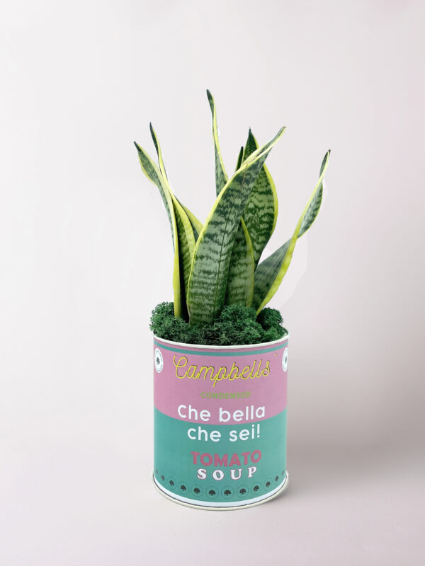Sansevieria in vaso Tin Large
