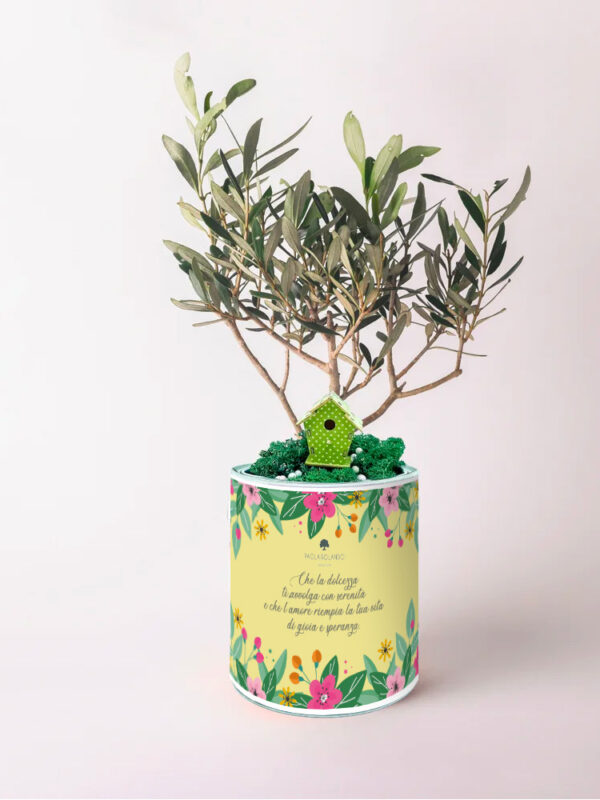 Olivo in vaso Tin Pasqua