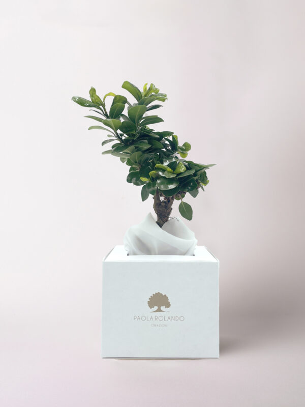 Bonsai ficus ginseng in scatola - Nature