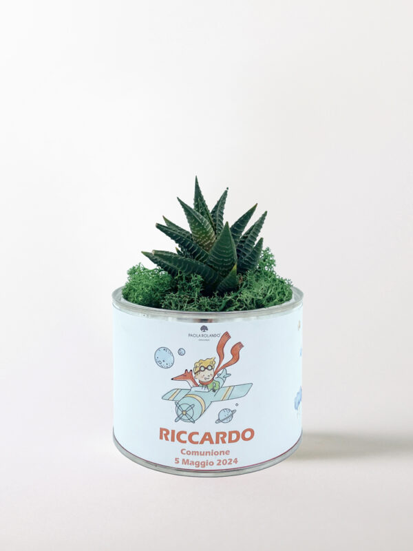 Pianta grassa in vaso Tin Small Baby "Boy"