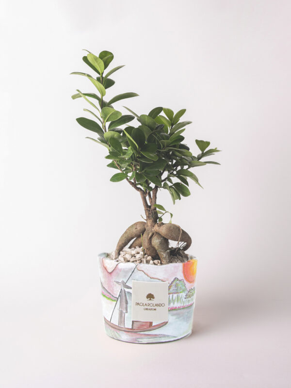 Bonsai ficus ginseng in vaso decorato - Limited Edition 2023