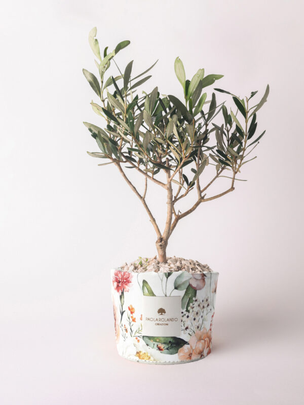 Olivo in vaso decorato - Limited Edition 2023