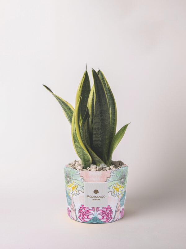 Sansevieria in vaso decorato - Limited Edition 2023