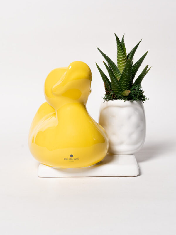 Pianta grassa in vasetto con duck su base