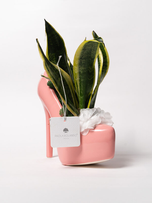 Sansevieria nana in scarpa con tacco