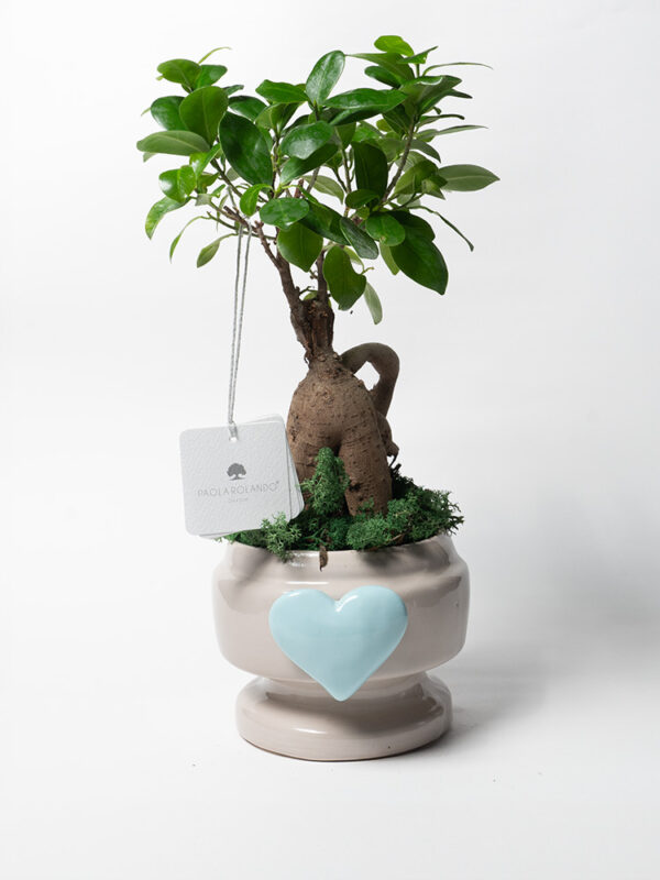 Bonsai ficus ginseng in vaso Eden con decoro cuoricino